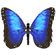 Anemona Niculescu